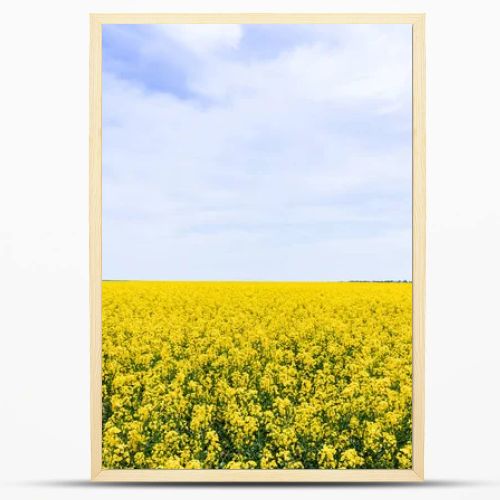 yellow and blossoming wildflowers against sky with clouds in summer 