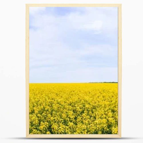 panoramic concept of yellow and blooming wildflowers against sky with clouds 