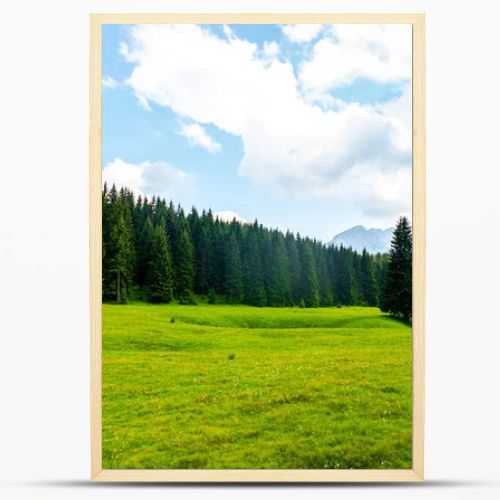 beautiful green valley with forest in Durmitor massif, Montenegro