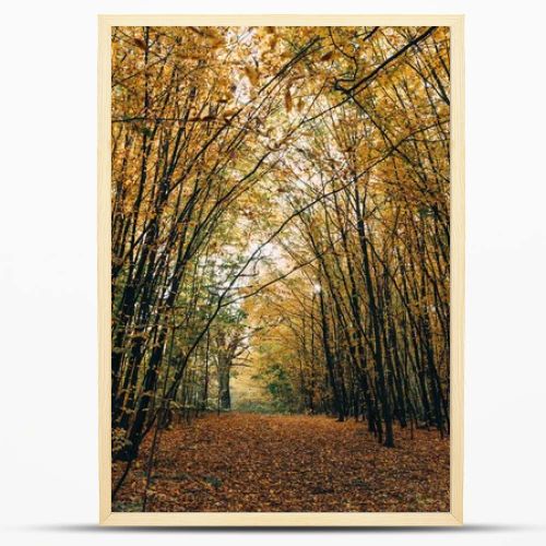 Pathway with golden fallen leaves in autumn forest 