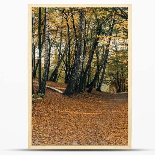 Fallen leaves on pathway in autumn forest