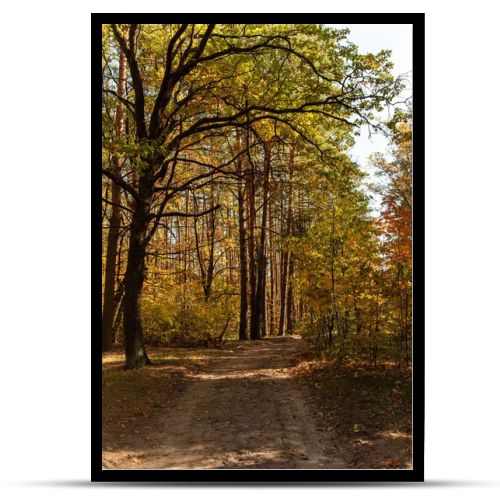 scenic autumnal forest with wooden trunks and path in sunlight