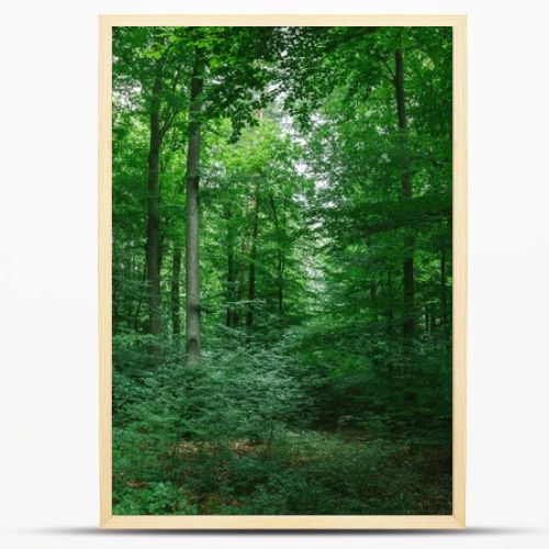 beautiful leafy trees in forest in Wurzburg, Germany