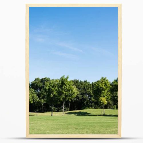 trees with green leaves on green grass against blue sky in park