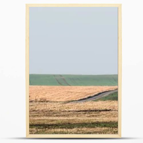 horizontal image of green tree in field against sky with clouds