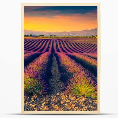 Beautiful fragrant flowery plantation at sunset. Agricultural place with purple lavender fields in Provence, France, Europe
