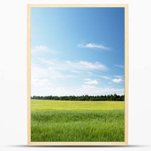 Oat field and sunny day