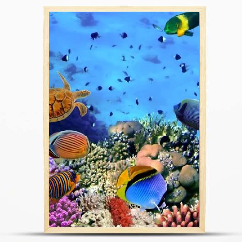 Photo of a coral colony