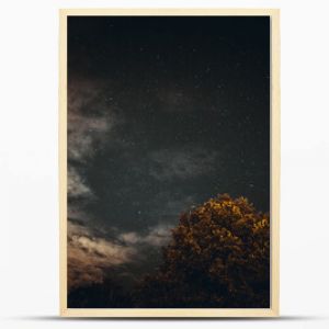 Gwiazdy i drzewo nocą