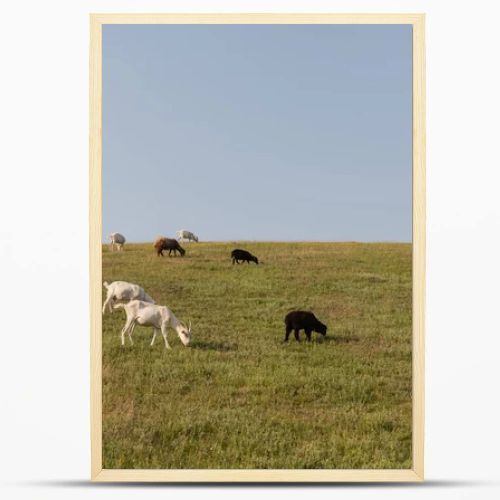 green meadow with grazing herd under blue cloudless sky