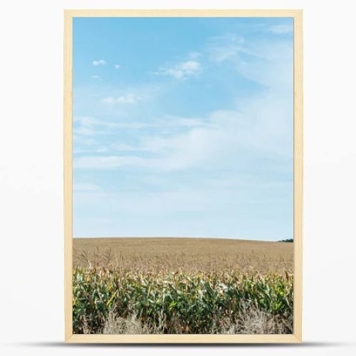 autumnal field with corn and blue cloudy sky