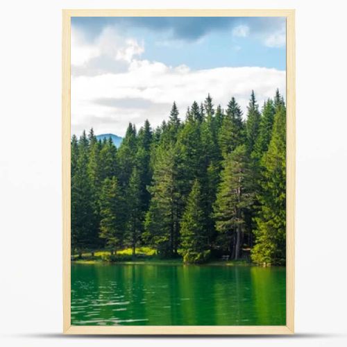 green forest and beautiful glacial Black Lake in Montenegro