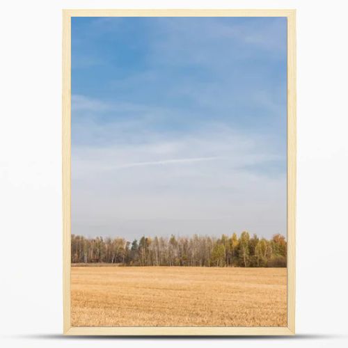 golden meadow near green trees against blue sky with clouds 