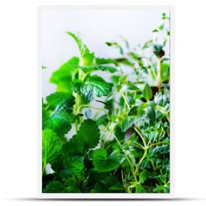 Zielone świeże zioła aromatyczne melisa mięta tymianek bazylia pietruszka na białym tle transparent kolaż ramki z roślin Copyspace Top