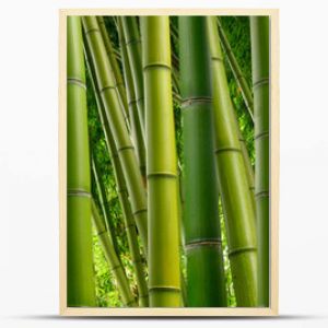 Dense Bamboo Jungle