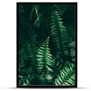 Tropikalny zielony liść w ciemnym tonie
