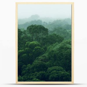 Widok z lotu ptaka na dżunglę lasu deszczowego