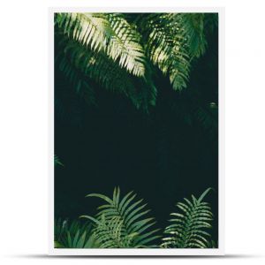 Dżungla, drzewa tropikalne, rośliny tropikalne