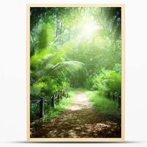 Way in jungle of Seychelles islands