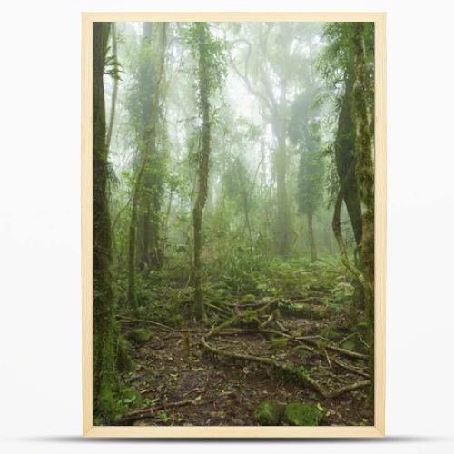 Mossy australian rainforest