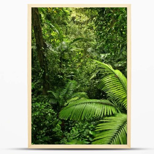 Dense Rain Forest Jungle