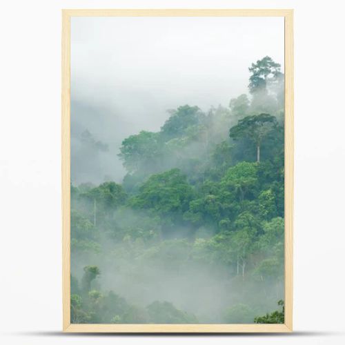 rainforest morning fog