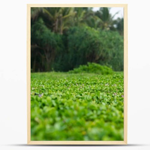 water plants at rainforest