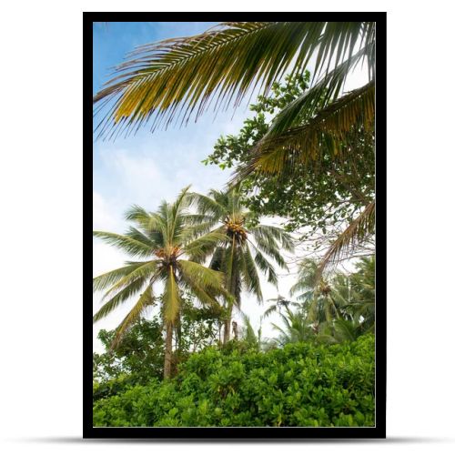 rainforest with coconut palm trees