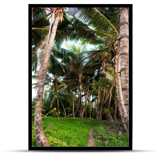 palm trees in rainforest