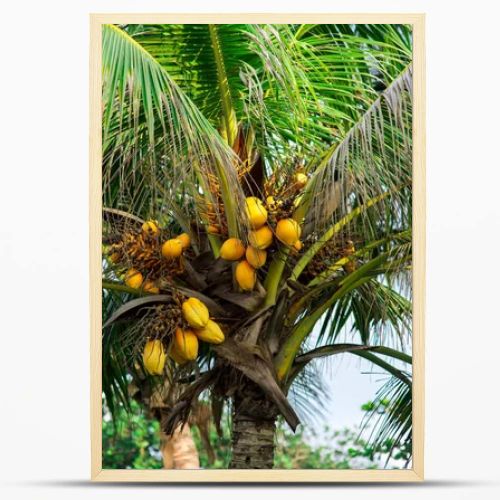 coconuts on palm tree