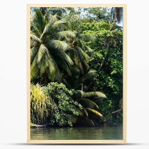 tropical trees over river