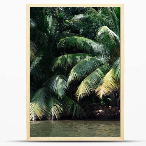 palms over river