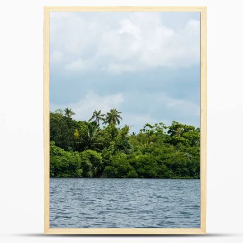 rainforest over river bank