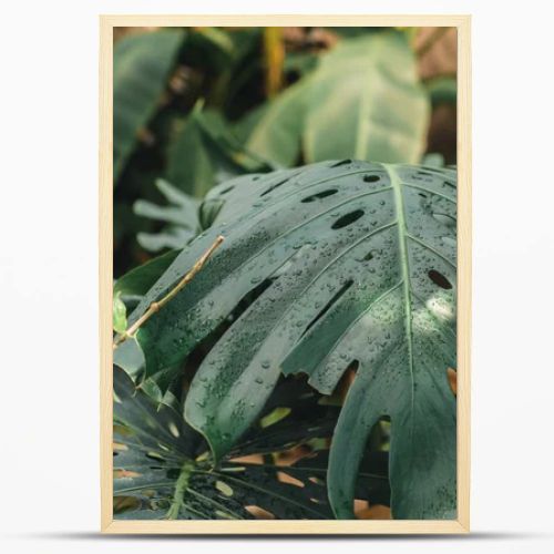 close up of green monstera leaves in tropical garden