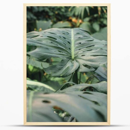 close up of green monstera leaves in jungle