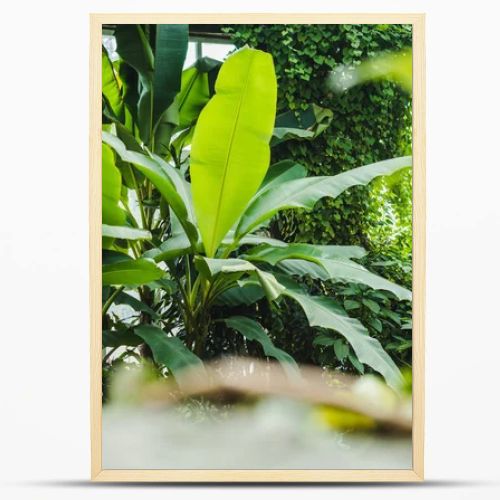 beautiful tropical rainforest greenhouse with various plants and window on background