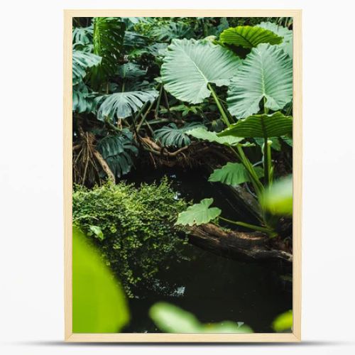 scenic shot of beautiful tropical rainforest with various plants