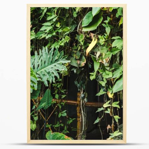 bamboo fence covered with vines and tropical leaves