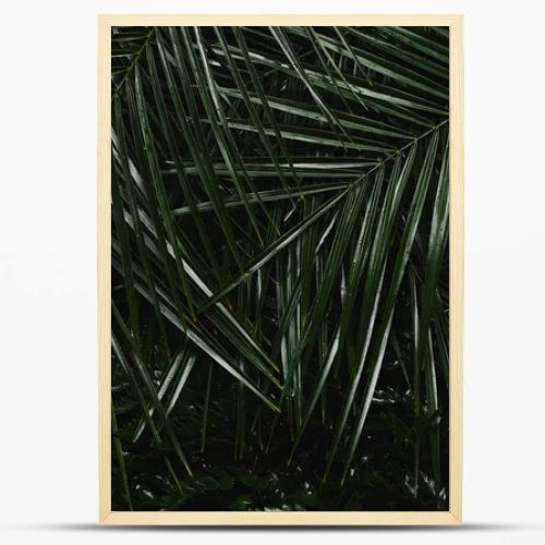 close-up view of beautiful green wet palm leaves and fern