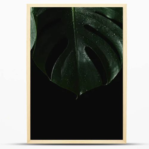 close-up view of beautiful green wet monstera leaves isolated on black