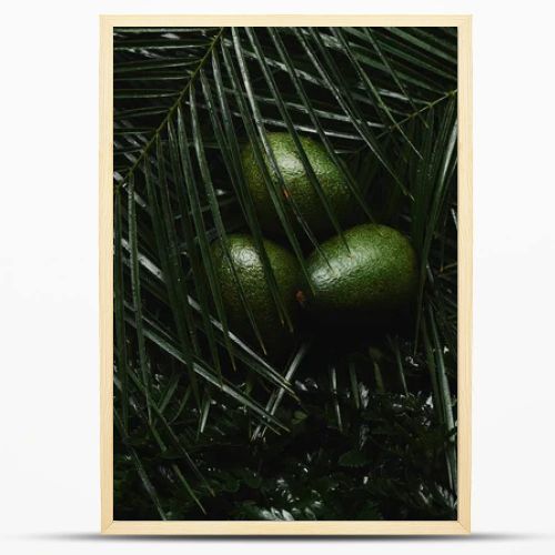 close-up view of beautiful green tropical leaves and fresh avocados