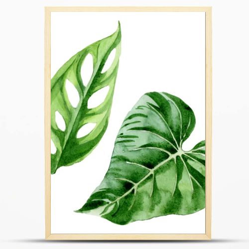 Exotic tropical hawaiian palm tree leaves isolated on white. Watercolor background illustration set. 
