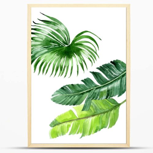 Exotic tropical hawaiian palm tree leaves isolated on white. Watercolor background illustration set. 