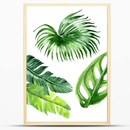 Exotic tropical hawaiian palm tree leaves isolated on white. Watercolor background illustration set. 