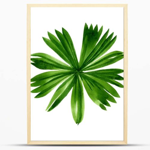 Palm beach tree leaves jungle botanical. Watercolor background illustration set. Isolated leaf illustration element.