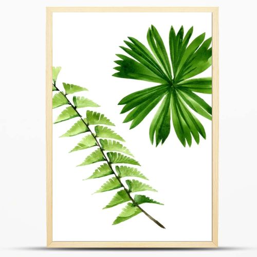 Palm beach tree leaves jungle botanical. Watercolor background illustration set. Isolated leaf illustration element.