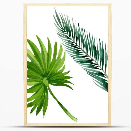 Palm beach tree leaves jungle botanical. Watercolor background illustration set. Isolated leaves illustration element.