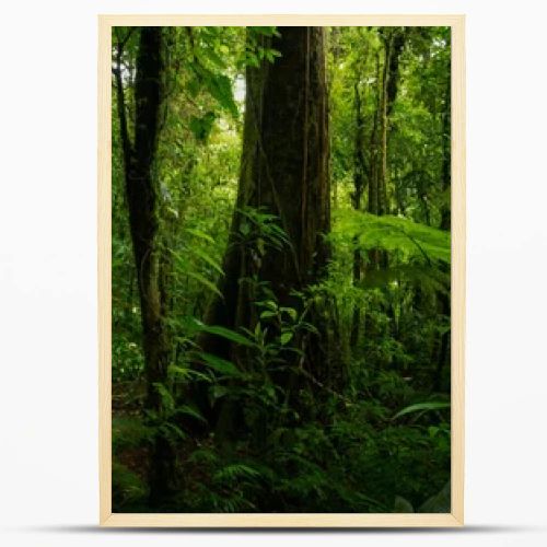 Tropical forest with a tree on the background of a forest 