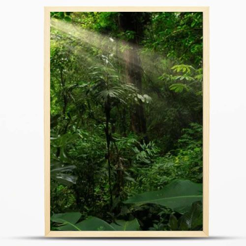 Tropical forest with a tree on the background of a forest 