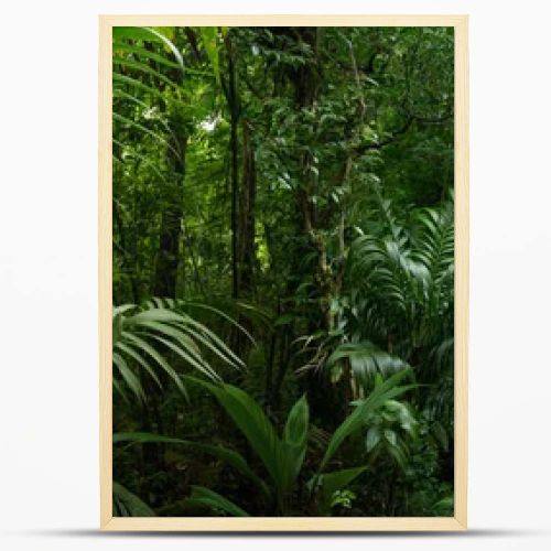 Tropical rainforest in Costa Rica